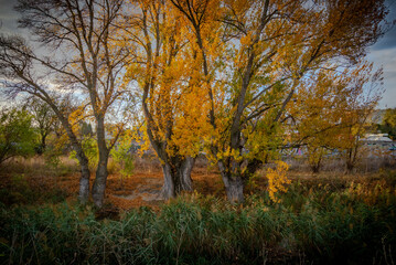 campo estación de invierno con arboles y paisajes naturales