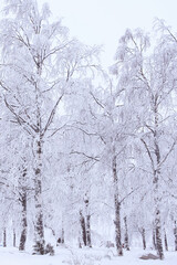 Snow-covered trees, winter landscape. Snow-covered trees background. The branches of the trees are covered with white frost. 