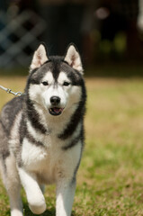 Siberian Husky looking excited as they walk towards the camera