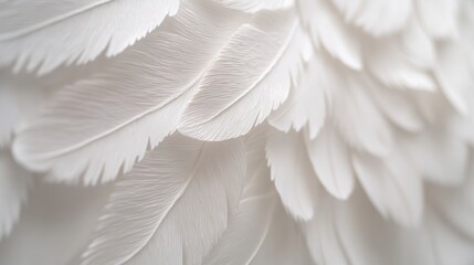 Close-up of soft, white feathers arranged in overlapping pattern, creating a delicate, textured background.