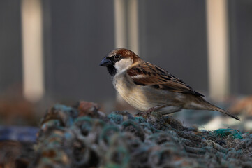 Male Sparrow perched on a Lobster Pot, Pittenweem, Scotland