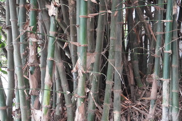 Bamboo with its dry leaves, dirt inside the bamboo bush