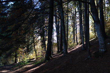 Romania Carpathians view on a cloudy summer day