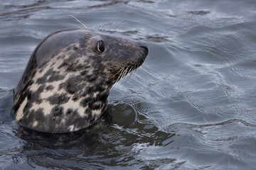 Harbour Seal in the Sea, Pittenweem, Scotland
