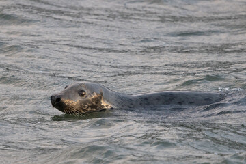 Obraz premium Harbour Seal in the Sea, Pittenweem, Scotland 