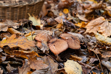 Wild mushrooms growing among fallen oak leaves in autumn forest next to a wicker collection basket.