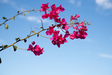 beautiful Procida island with colorful houses in sunny summer day, Italy
