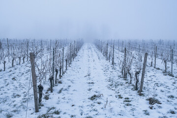 A vineyard covered in snow and frost in the Rheingau