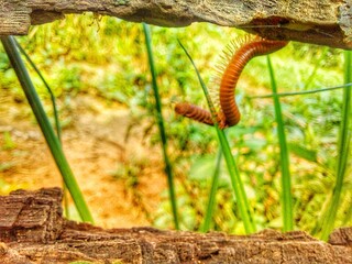 millipedes that walk among logs and leaves