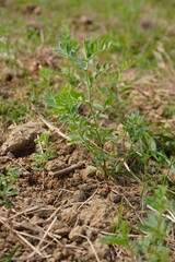 Chickpea plants are planted in the agricultural field