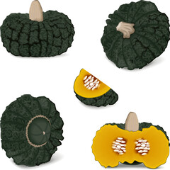 Clip art. Marina di Chiogga Squash or Chioggia Sea pumpkin. Winter squash. Cucurbita maxima. Fruits and vegetables. Isolated vector illustration.