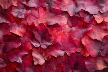 Fototapeta premium Vibrant Red Ivy Leaves Overlapping on a Textured Background, Perfect for Nature-Themed Designs and Seasonal Decorations in the Fall