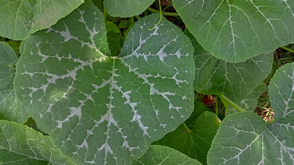 leaf with dew drops