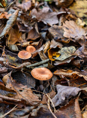Wild fungi growing through autumn forest floor.