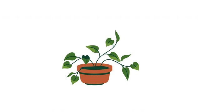 A Vibrant Potted Pothos Plantwith Cascading Green Leaves Bringing Life to Any Space