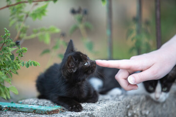 A small stray kitten outdoors in summer interacts with a human, looking curious and friendly. A heartwarming moment showcasing the connection between animals and people.