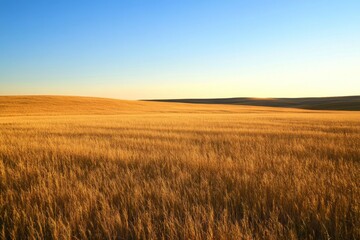 Obraz premium Golden sunrise illuminating a grassy meadow with distant hills and a serene rural landscape