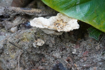 Antrodia fungi 