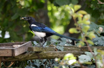 magpie with food in its beak