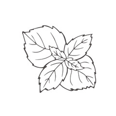 basil sketch. hand drawn basil outline illustration. basil black and white vector drawing. basil branch isolated on white background. vector illustration.