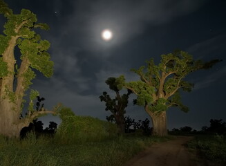 West Africa. Senegal. A moonlit night over a grove of giant baobabs in the valley of the La Simone...