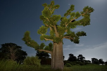 West Africa. Senegal. A moonlit night over a grove of giant baobabs in the valley of the La Simone...