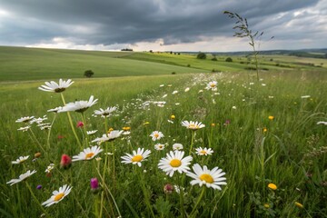 Colorful landscape of field daisies