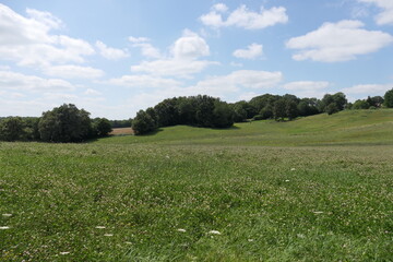 A lush, green, rolling field dotted with vibrant wildflowers in shades of yellow, purple, and white. The hills gently slope toward a line of leafy green trees at the horizon under a bright summer sky.