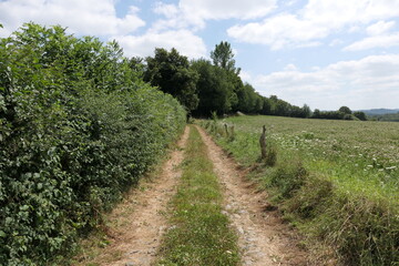 An open road winds through lush green fields and trees, beneath a vibrant blue rural sky.