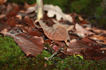 autumn leaves on the ground
