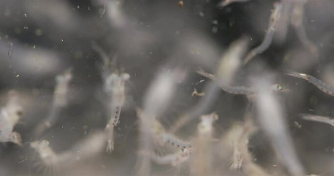 Colony crustacea mysida Mysis oculata close up, Mysidae family. Filter out small particles suspended in water. White sea