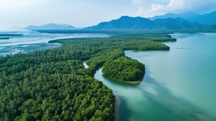 Naklejka premium Coastal Forests of Selangor Reducing Flood Impacts