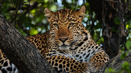 A detailed view of a leopard lounging on a tree branch in a lush forest, its patterned coat camouflaged among the dappled canopy shadows.