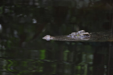 Close up salt crocodile is show head in river