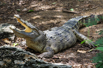 Close up crocodile is action show head in garden