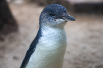 The Fairy penguin or blue penguin is so cute and local animal in phillip island,Australia