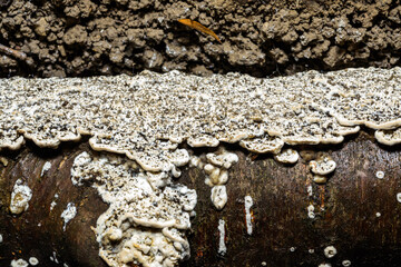 Postia rennyi  - a thin layer of white fungus on the trunk of an old cherry, destroying the wood, Ukraine