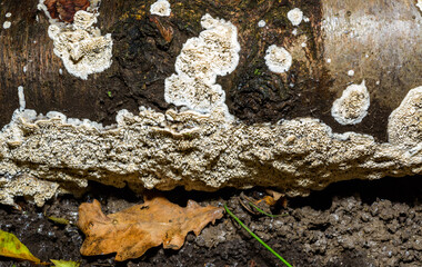 Postia rennyi  - a thin layer of white fungus on the trunk of an old cherry, destroying the wood, Ukraine