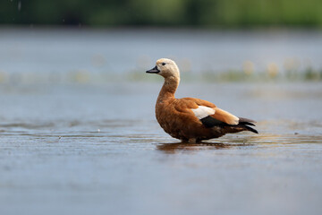 Ruddy Shelduck standing in the water, Tadorna ferruginea
