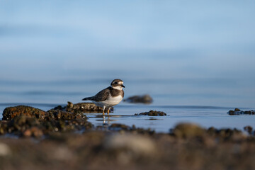 Common ringed plover stands in the water