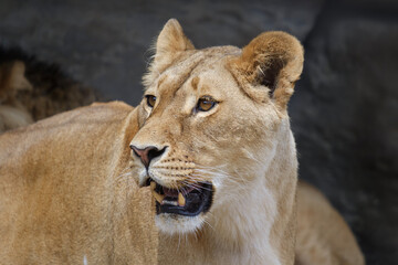 lion, portrait of lioness with mouth open