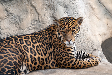 Jaguar resting on the rock, Panthera onca © nexusby