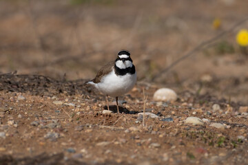 Little ringed plover, a bird in the natural habitat