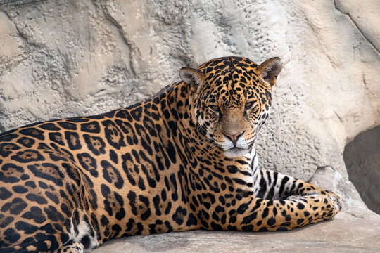 Jaguar resting on the rock, Panthera onca