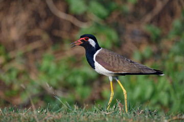 Red-wattled lapwing or large plover, portrait of a bird, side view