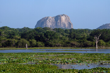 Yala National Park in Sri Lanka, Elephant Rock in the back