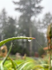 rain drops on a leaf