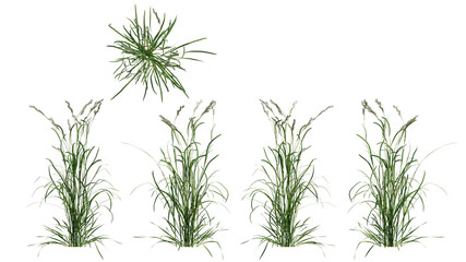 field grass isolated on transparant background. 3d illustration