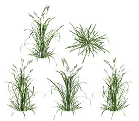 Fototapeta premium field grass isolated on transparant background. 3d illustration