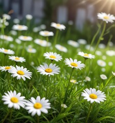 White daisy flowers blooming on fresh green grass with soft bokeh light background, outdoors, delicate, garden, floral
